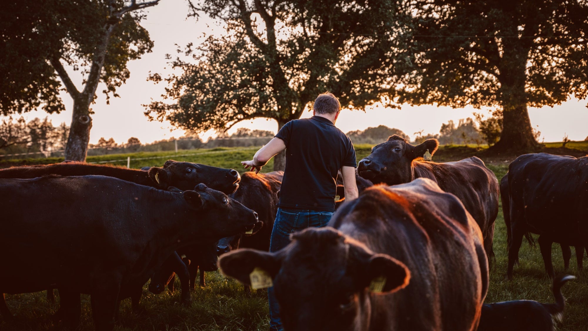 wagyu abo fleischpaket mit bonus
